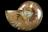 2 to 2 1/2" Flashy, Red Iridescent Ammonite Fossil - Photo 2